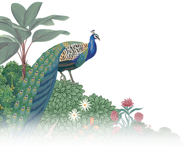 peacock